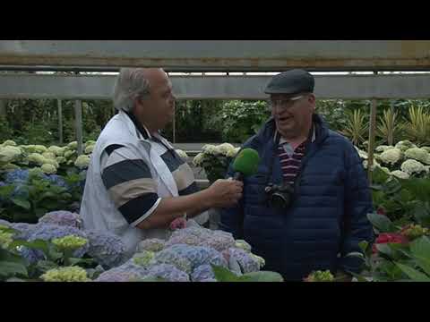 Hortensia Specialist