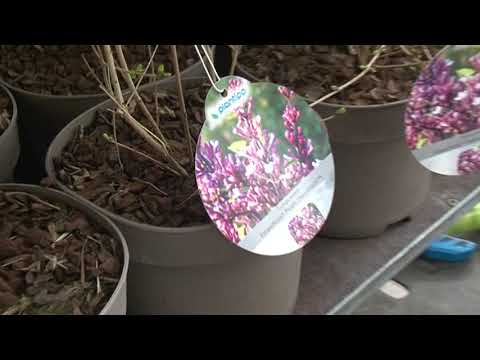 Het Bloeit Al Na De Sneeuw