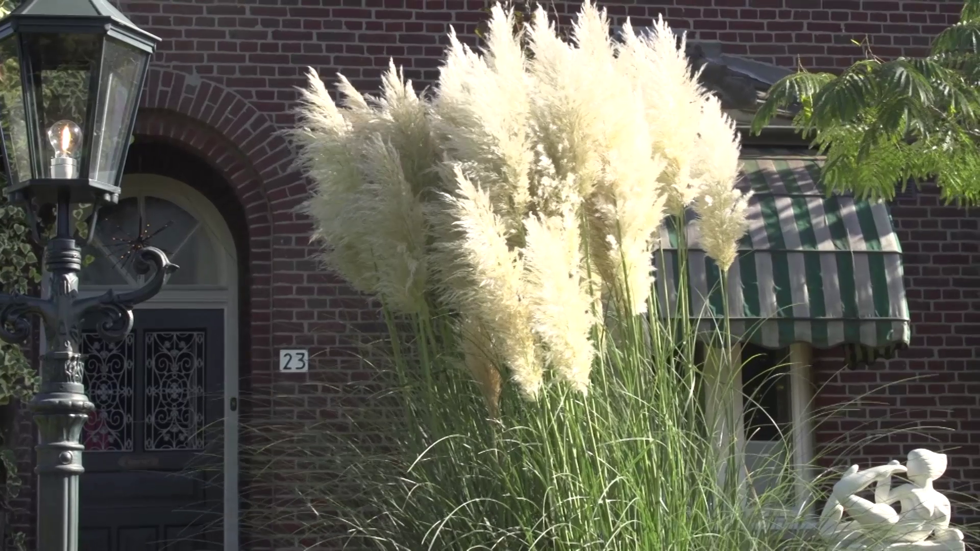 Een pluim voor het gras